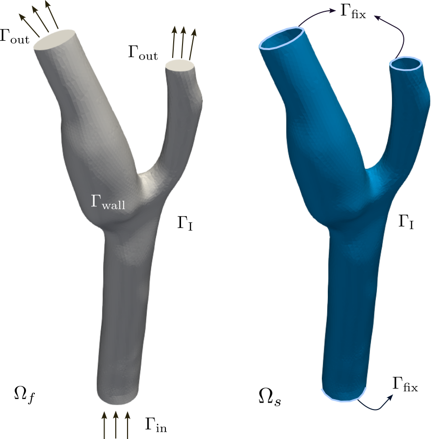 Fluid and solid domains of the carotid artery bifurcation
